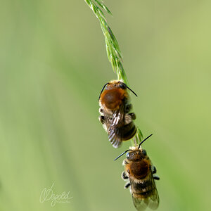 Wildbienen