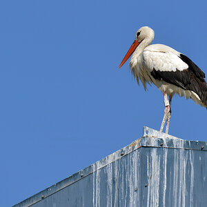 storch auf dem Dach_1200.jpg