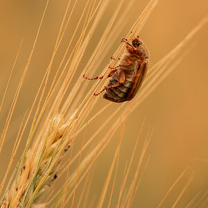 Junikäfer (Amphimallon solstitiale)