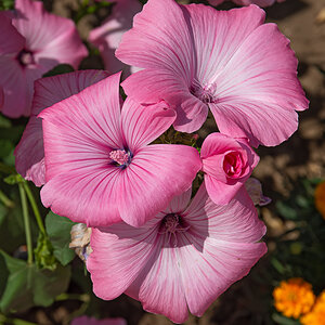 OF2_20810.jpg