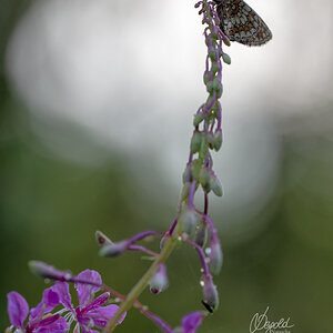 Wachtelweizen-Scheckenfalter (Melitaea athalia)