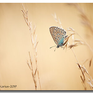 _03K8452-Rahmen.jpg