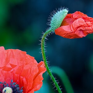 Mohn004.jpg