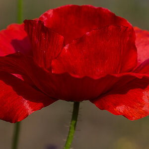 Mohn 4 (1 von 1).jpg