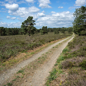 Bodenteicher Heide.jpg