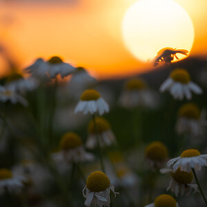 sundown