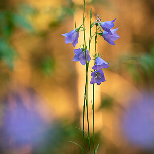 Glockenblume
