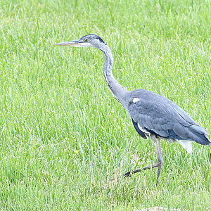 DSC_4302.jpg