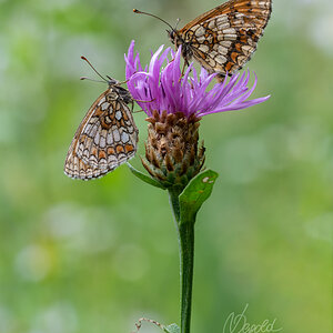 Wachtelweizen-Scheckenfalter (Melitaea athalia)