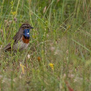 D50_3226_Blaukehlchen im Dschungel IA_6_2019.jpg