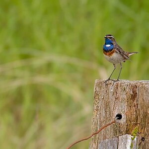 D50_3234_Blaukehlchen auf Ausguck IA_6_2019.jpg