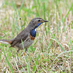 Blaukehlchen_4644.jpg