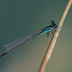 Libelle P7110057.jpg