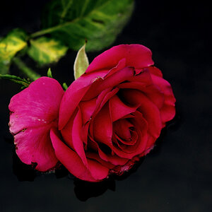 Seerose