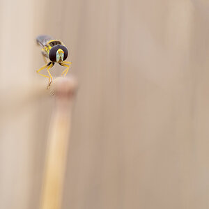 Schwebfliege