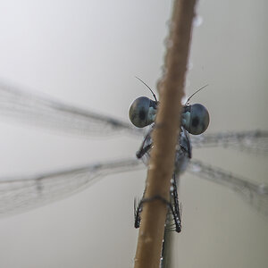 libelle_03.jpg