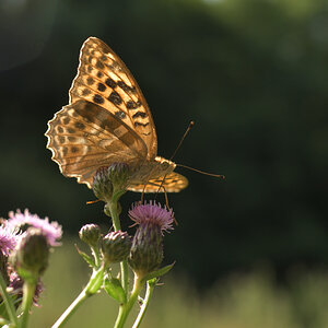 DSC_2547_00001.jpg