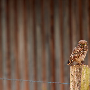 DSC_6957.jpg
