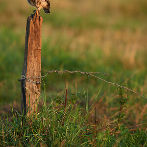 DSC_7036.jpg
