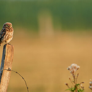 DSC_7174.jpg