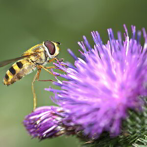 Schwebfliege_1.jpg