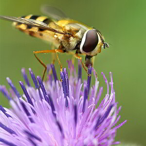 Schwebfliege_2.jpg