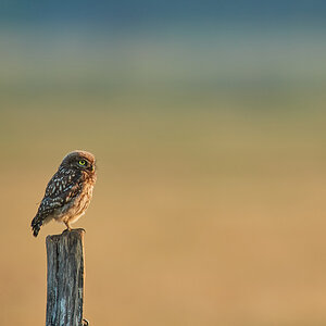 DSC_7140_1.jpg