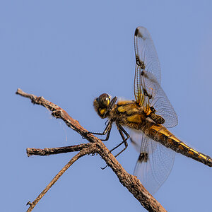 libelle_04.jpg