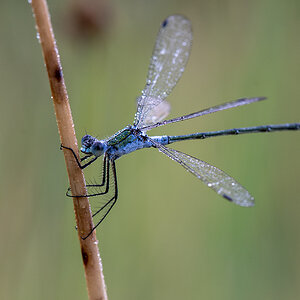 libelle_06.jpg