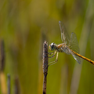 libelle_07.jpg