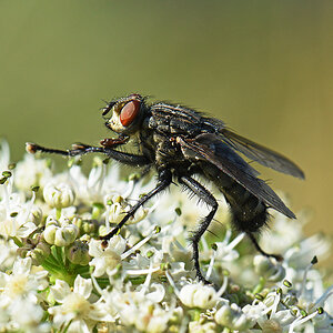 811_4045at10l5fks30p1f.jpg