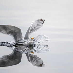 20140519_0337_1200Px_NFFWettbewerb.jpg