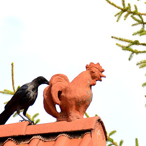 DSC_0272.jpg