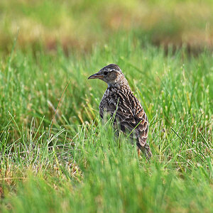 811_3501at2l10fks30p1f.jpg