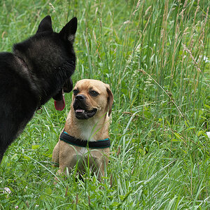 Beagle oder Mops? Wattdennnu?? - Bobby
