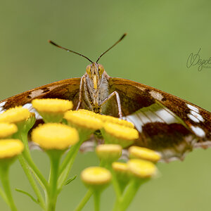 Große Schillerfalter (Apatura iris)