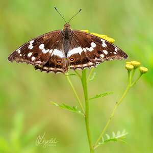 Große Schillerfalter (Apatura iris)