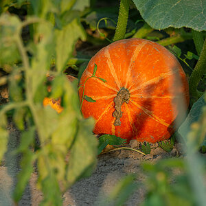 OF2_30860.jpg
