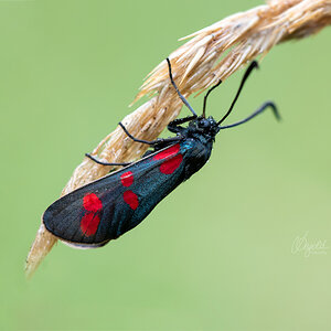 Sechsfleck-Widderchen (Zygaena filipendulae)