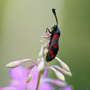 Sechsfleck-Widderchen (Zygaena filipendulae)