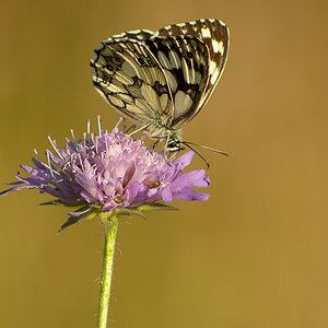 k-Schmetterling (8 von 14).jpg