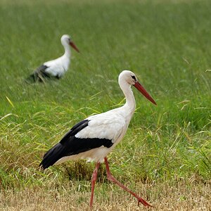Familie Storch