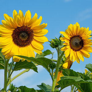 OF2_30891.jpg