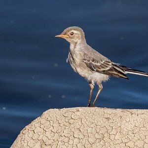 D50_7307_Bachstelze_Jungvogel_Elbe IA_7_2019.jpg
