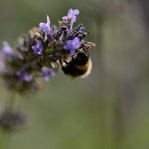 DSC_9398a.jpg
