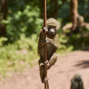 Affe an Antenne
