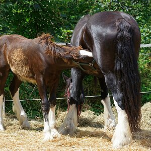 Mahlzeit bei Familie Shirehorse