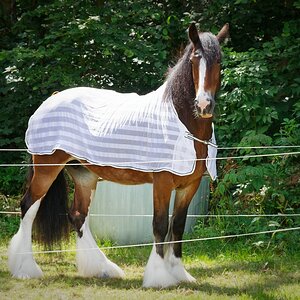 Deckchen