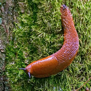 Schnecke