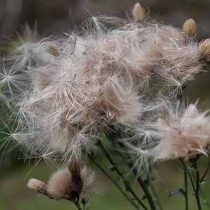 Distel.jpg